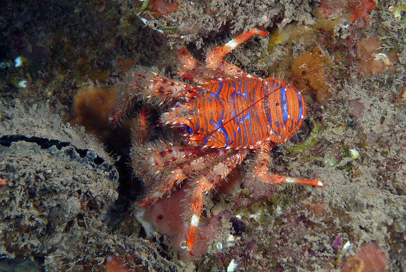 Galathea strigosa